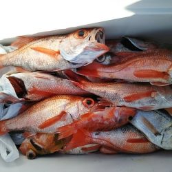 康仁丸・ジギング釣り果